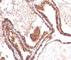 Cyclin Dependent Kinase Inhibitor 1B antibody, V7048IHC-7ML, NSJ Bioreagents, Immunohistochemistry paraffin image 