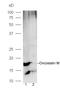 Sigma Non-Opioid Intracellular Receptor 1 antibody, orb6561, Biorbyt, Western Blot image 