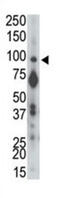 Protein Phosphatase 2 Phosphatase Activator antibody, abx033941, Abbexa, Western Blot image 