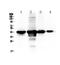 Paraoxonase 1 antibody, PA5-79845, Invitrogen Antibodies, Western Blot image 