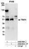 TNF Receptor Associated Factor 4 antibody, A302-840A, Bethyl Labs, Immunoprecipitation image 