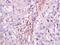 G Protein-Coupled Receptor 176 antibody, orb157331, Biorbyt, Immunohistochemistry paraffin image 