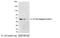 His tag antibody, 18812, QED Bioscience, Western Blot image 