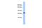 Protocadherin Related 15 antibody, PA5-43508, Invitrogen Antibodies, Western Blot image 