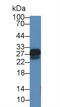 Superoxide Dismutase 3 antibody, MBS2025997, MyBioSource, Western Blot image 