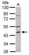 Programmed Cell Death 2 antibody, PA5-30256, Invitrogen Antibodies, Western Blot image 