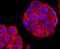 Thy-1 Cell Surface Antigen antibody, NBP2-66763, Novus Biologicals, Immunofluorescence image 
