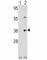 Thrombopoietin antibody, F50509-0.4ML, NSJ Bioreagents, Western Blot image 