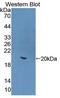 Interleukin 22 antibody, MBS2028607, MyBioSource, Western Blot image 