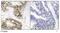 Cell Division Cycle 25C antibody, NB100-81841, Novus Biologicals, Immunohistochemistry paraffin image 