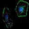 ES Cell Expressed Ras antibody, abx028240, Abbexa, Immunohistochemistry paraffin image 