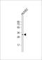 CNOT7 antibody, 55-638, ProSci, Western Blot image 