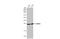 Neuraminidase antibody, GTX636971, GeneTex, Western Blot image 