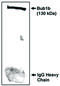 BUB1 Mitotic Checkpoint Serine/Threonine Kinase B antibody, MBS395518, MyBioSource, Western Blot image 