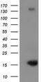 Ubiquitin Like 4A antibody, TA502447S, Origene, Western Blot image 