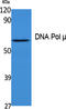 DNA Polymerase Mu antibody, A08812, Boster Biological Technology, Western Blot image 