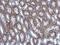 Gamma-Butyrobetaine Hydroxylase 1 antibody, NBP1-32327, Novus Biologicals, Immunohistochemistry paraffin image 