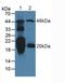 Natriuretic Peptide A antibody, LS-C684570, Lifespan Biosciences, Western Blot image 
