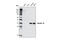 Keratin 19 antibody, 3479S, Cell Signaling Technology, Western Blot image 