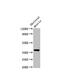 Cellular Communication Network Factor 2 antibody, LS-C681809, Lifespan Biosciences, Western Blot image 
