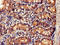 Interleukin 34 antibody, CSB-PA751146LA01HU, Cusabio, Immunohistochemistry frozen image 