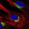 ADP Ribosylation Factor Like GTPase 1 antibody, NBP2-57579, Novus Biologicals, Immunofluorescence image 