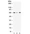 WD Repeat Domain 1 antibody, R32410, NSJ Bioreagents, Western Blot image 