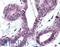GATA Binding Protein 4 antibody, LS-B3074, Lifespan Biosciences, Immunohistochemistry paraffin image 
