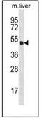 Homeobox D10 antibody, AP52084PU-N, Origene, Western Blot image 