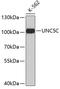 Unc-5 Netrin Receptor C antibody, 19-122, ProSci, Western Blot image 