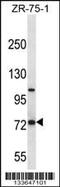 Folate Hydrolase 1 antibody, MBS9209142, MyBioSource, Western Blot image 