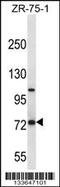 Folate Hydrolase 1 antibody, MBS9209142, MyBioSource, Western Blot image 