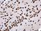 Histone Cluster 4 H4 antibody, NBP2-42856, Novus Biologicals, Immunohistochemistry frozen image 