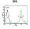 Solute Carrier Family 9 Member A9 antibody, abx032509, Abbexa, Western Blot image 