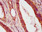 ISG-54 K antibody, CSB-PA011021LA01HU, Cusabio, Immunohistochemistry frozen image 