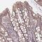 Rho Guanine Nucleotide Exchange Factor 39 antibody, NBP2-31850, Novus Biologicals, Immunohistochemistry paraffin image 