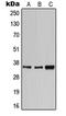 CD1e Molecule antibody, LS-C351946, Lifespan Biosciences, Western Blot image 