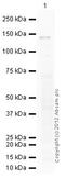 Ring Finger Protein 20 antibody, ab32629, Abcam, Western Blot image 