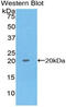 Regenerating Family Member 1 Alpha antibody, MBS2001264, MyBioSource, Western Blot image 