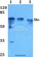 SHC Adaptor Protein 1 antibody, A00796, Boster Biological Technology, Western Blot image 