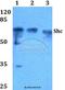 SHC-transforming protein 1 antibody, A00796, Boster Biological Technology, Western Blot image 