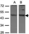 Drebrin Like antibody, NBP1-31026, Novus Biologicals, Western Blot image 