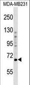 PR domain zinc finger protein 5 antibody, LS-C158728, Lifespan Biosciences, Western Blot image 