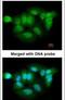 Probable Xaa-Pro aminopeptidase 3 antibody, PA5-21665, Invitrogen Antibodies, Immunofluorescence image 