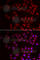 CIRBP antibody, A6559, ABclonal Technology, Immunofluorescence image 