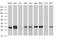 Thioredoxin Related Transmembrane Protein 1 antibody, MA5-26309, Invitrogen Antibodies, Western Blot image 