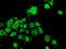 Heat Shock Protein Family A (Hsp70) Member 9 antibody, TA500516, Origene, Immunofluorescence image 