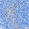 Proteasome 26S Subunit, Non-ATPase 10 antibody, 18-408, ProSci, Immunohistochemistry frozen image 