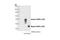 CCAAT Enhancer Binding Protein Beta antibody, 3087S, Cell Signaling Technology, Western Blot image 