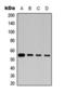Tubulin Beta 3 Class III antibody, orb393042, Biorbyt, Western Blot image 
